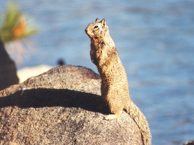 june42-Californai Ground Squirrel-by Gregg Elovich.jpg