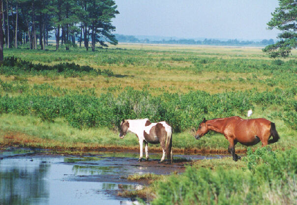 l pony1-Pinto and Standardbred Horeses-in swamp-by John White.jpg