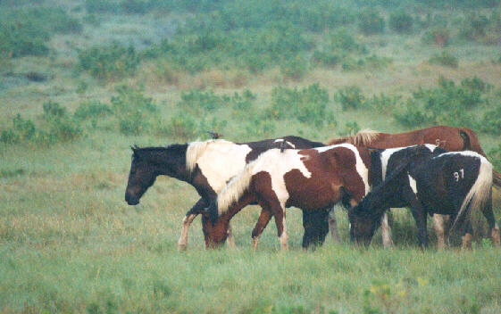 l pony2-Pinto Horses-herd foraging on grassland-by John White.jpg
