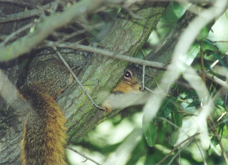 lwf1-Fox Squirrel-by Gregg Elovich.jpg
