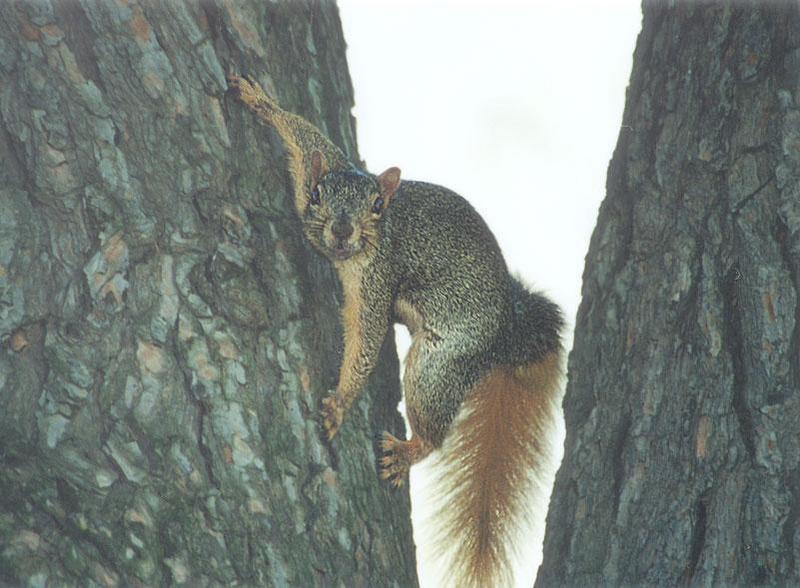 lwf2-Fox Squirrel-by Gregg Elovich.jpg