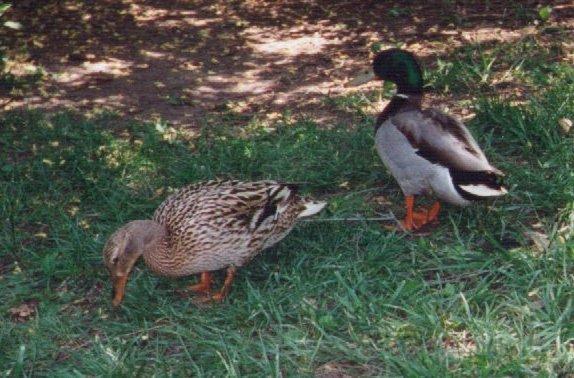 mallard DC01-Mallard Ducks-pair on grass-by Dan Cowell.jpg