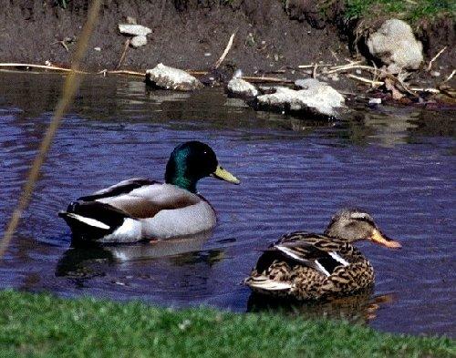 mallard NT04-Mallard Ducks-pair in stream-by Dan Cowell.jpg