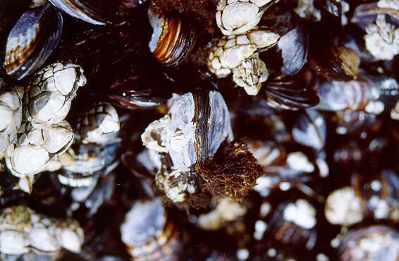 moll01-Goose Barnacles-and-Mussels-by S Thomas Lewis.jpg
