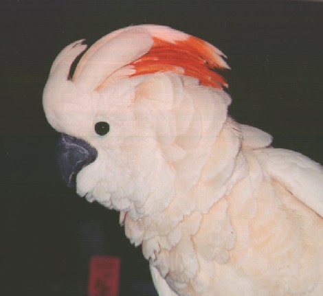 mtoo-Moluccan Salmon-crested Cockatoo-face closeup-by Dan Cowell.jpg