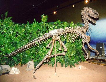 museum2-Dinosaur-skeleton.jpg