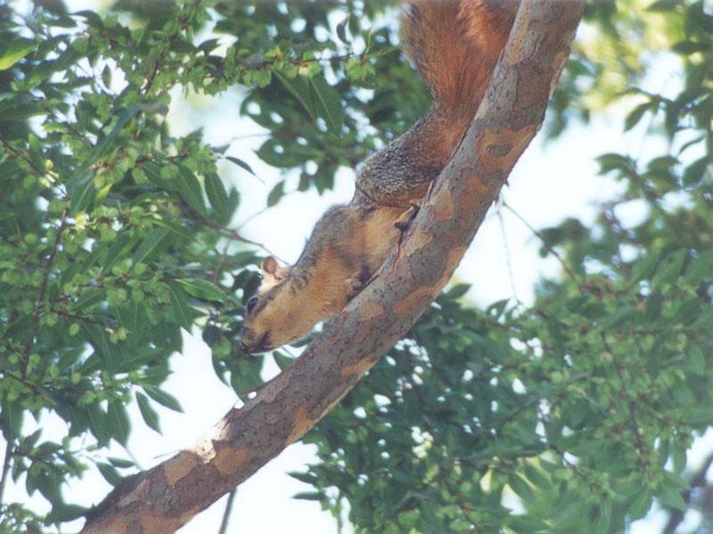 nov02-Fox Squirrel-by Gregg Elovich.jpg