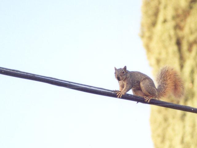 nov04-Fox Squirrel-by Gregg Elovich.jpg