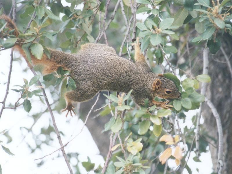 nov05-Fox Squirrel-by Gregg Elovich.jpg