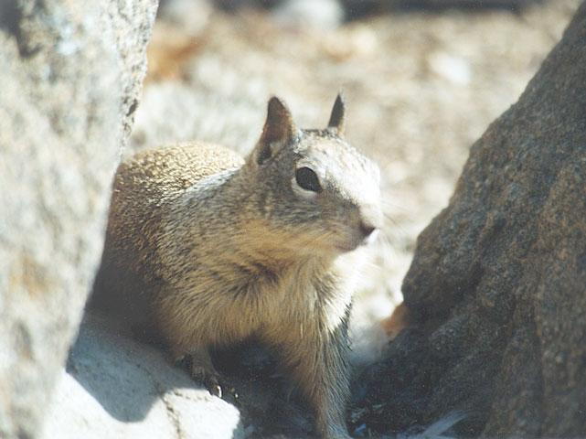 nov06-California Ground Squirrel-by Gregg Elovich.jpg