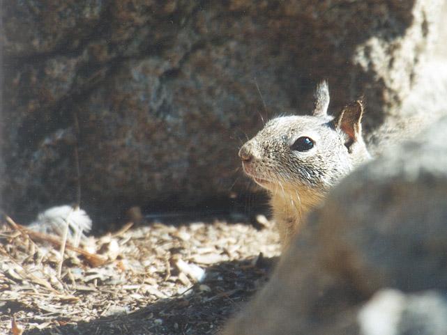 nov07-California Ground Squirrel-by Gregg Elovich.jpg