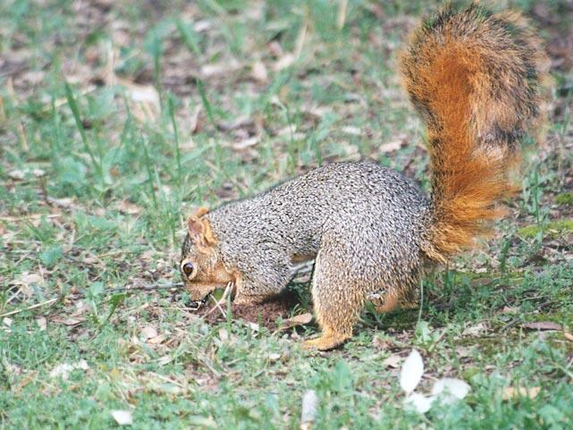 nov08-Fox Squirrel-by Gregg Elovich.jpg