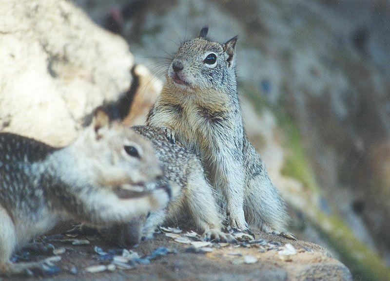 nov2 01-California Ground Squirrels-by Gregg Elovich.jpg