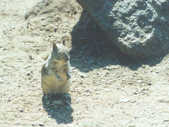 nov2 04-California Ground Squirrel-by Gregg Elovich.jpg