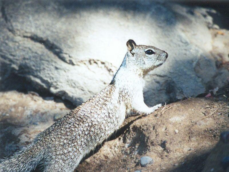 nov2 05-California Ground Squirrel-by Gregg Elovich.jpg