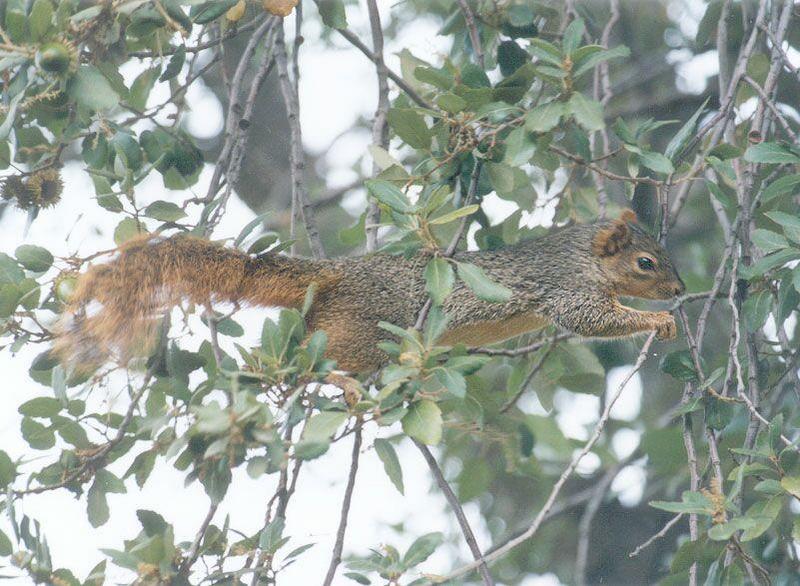 nov2 07-Fox Squirrel-by Gregg Elovich.jpg