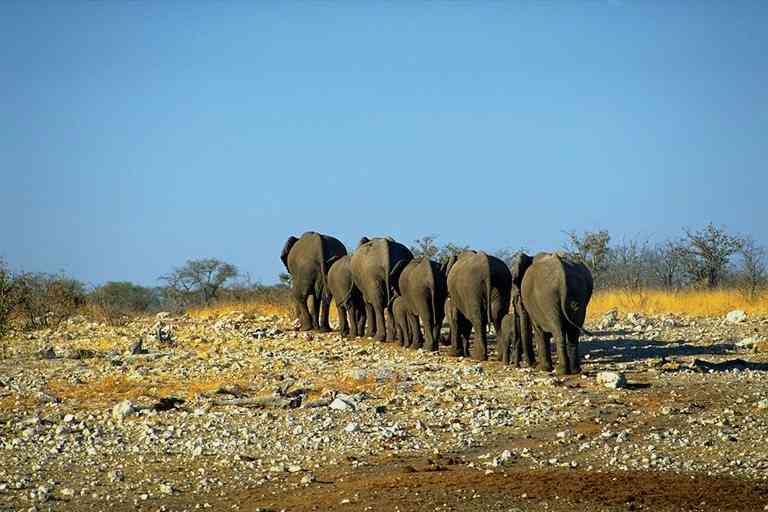 olifanten-01-African Elephants-by Trudie Waltman.jpg
