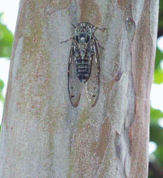 p8040877-Korean Dusky Cicada-by Darin L Ungerman.jpg
