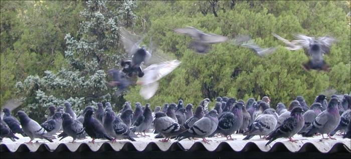 rats-Feral Pigeons flock-by Erich Mangl.jpg
