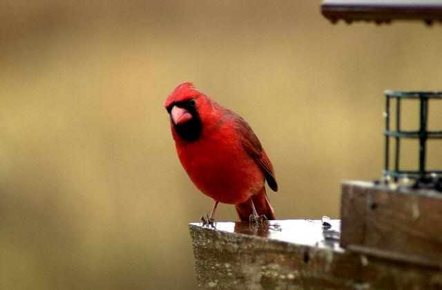 red bird1-Male Cardinal-by Tom Black.jpg