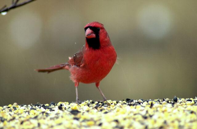 red bird2-Male Cardinal-by Tom Black.jpg
