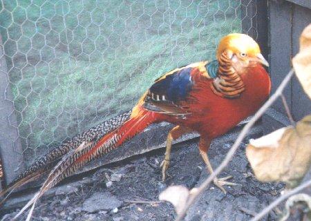 red golden1-pheasant-in cage-by Dan Cowell.jpg