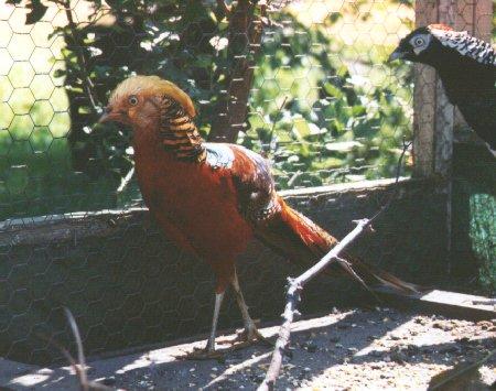 red golden2-pheasant in cage-by Dan Cowell.jpg