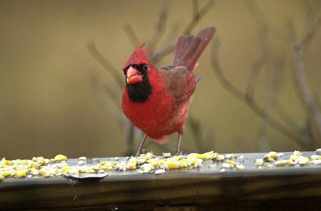 redbrd-Male Cardinal-by Tom Black.jpg