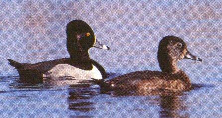 ringneck duck pair-floating on water-by Dan Cowell.jpg