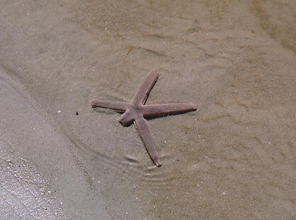 star01-Sea Starfish-at Edisto Beach-by S Thomas Lewis.jpg