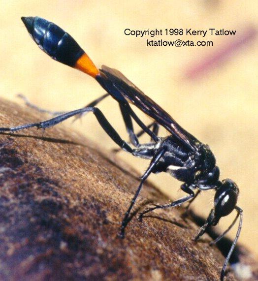 thread-waisted wasp-mud dauber-closeup-by Kerry Tatlow.jpg