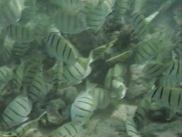 tiger1-Butterflyfishes-by randalld.jpg