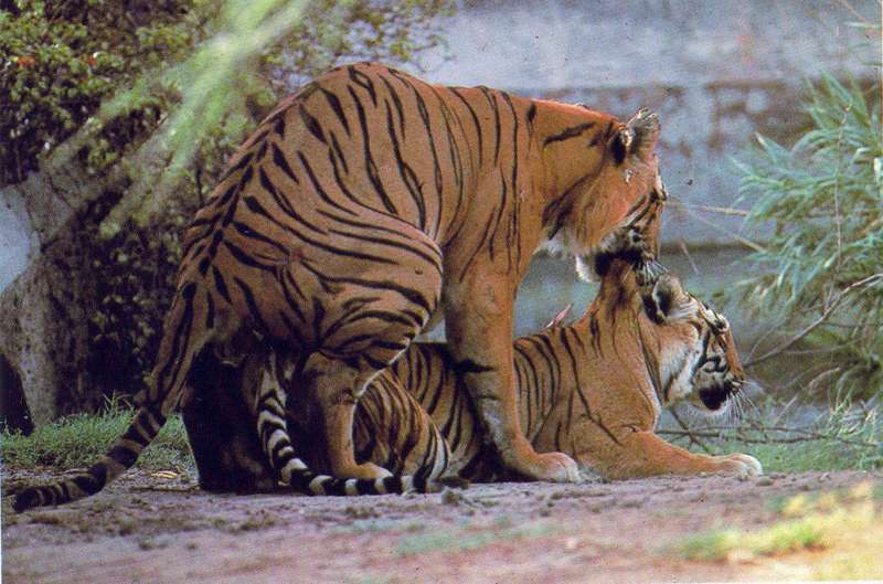 tigerx a1-Tigers pair mating.jpg