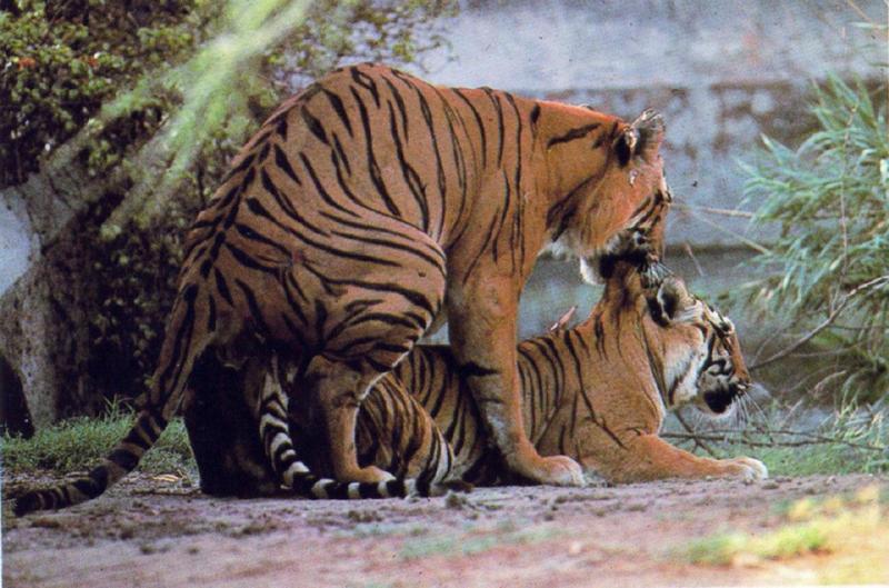 tigerx a1sm-Tigers pair mating.jpg