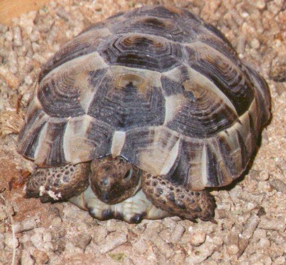 tort-Greek Tortoise-closeup-by Dan Cowell.jpg
