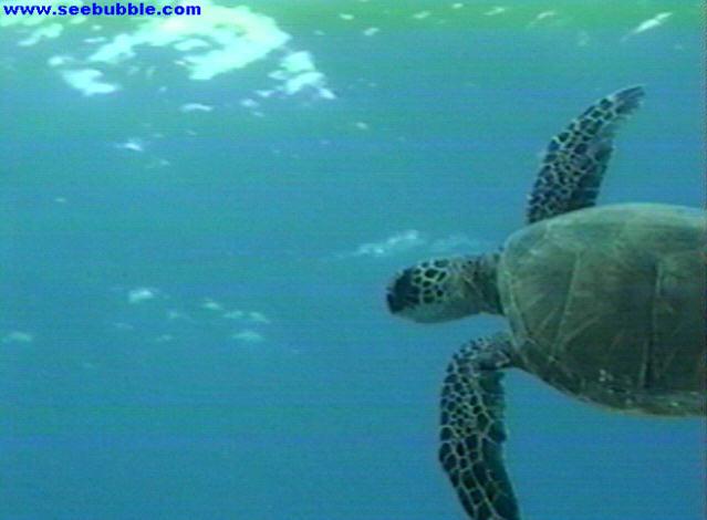 turtle-Green Sea Turtle-by randalld.jpg