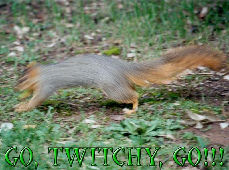 twitchy1-Fox Squirrel-by Gregg Elovich.jpg