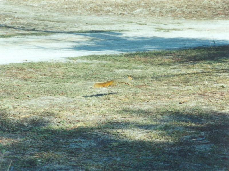 twitchy3-Fox Squirrel on grass-by Gregg Elovich.jpg