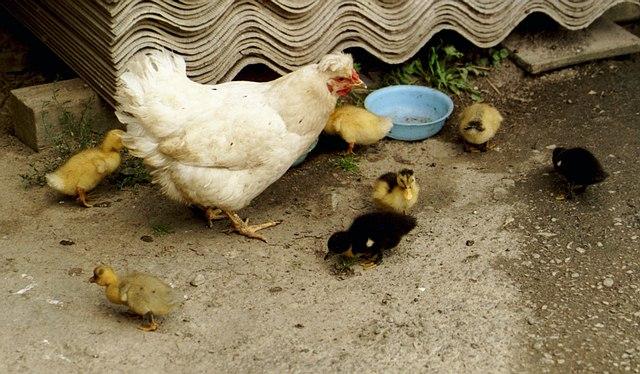 ukr23ie-Domestic Chicken and chicks-by Erich Mangl.jpg