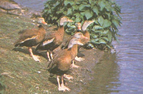 whistle NT01-Black-bellied Whistling Ducks-flock on shore-by Dan Cowell.jpg