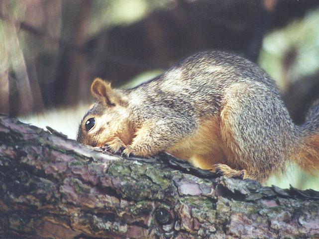 01-Fox Squirrel-by Gregg Elovich.jpg