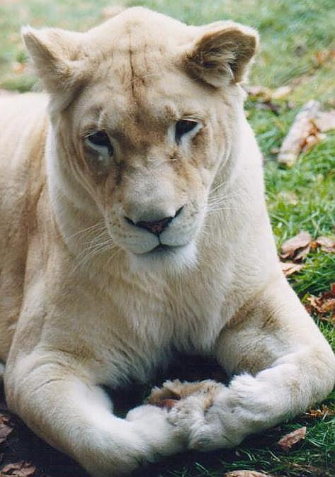 0105-White Lioness from Toronto Zoo-by Art Slack.jpg