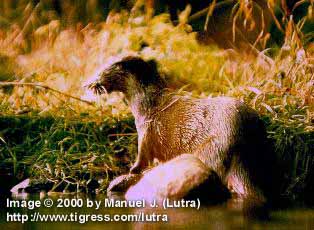 01 Eurasian River Otter by Manuel Jehkul.jpg