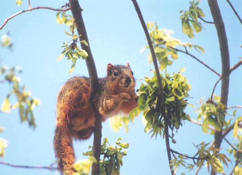 02-Fox Squirrel-by Gregg Elovich.jpg