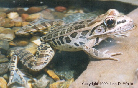020013-Pickerel Frog-closeup-by John White.jpg