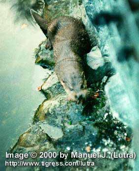 02 Eurasian River Otter by Manuel Jehkul.jpg