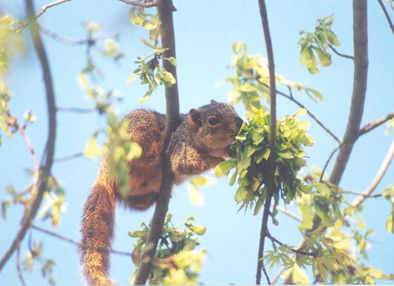 03-Fox Squirrel-by Gregg Elovich.jpg