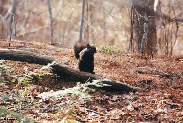 0310-Squirrel-by Art Slack.jpg