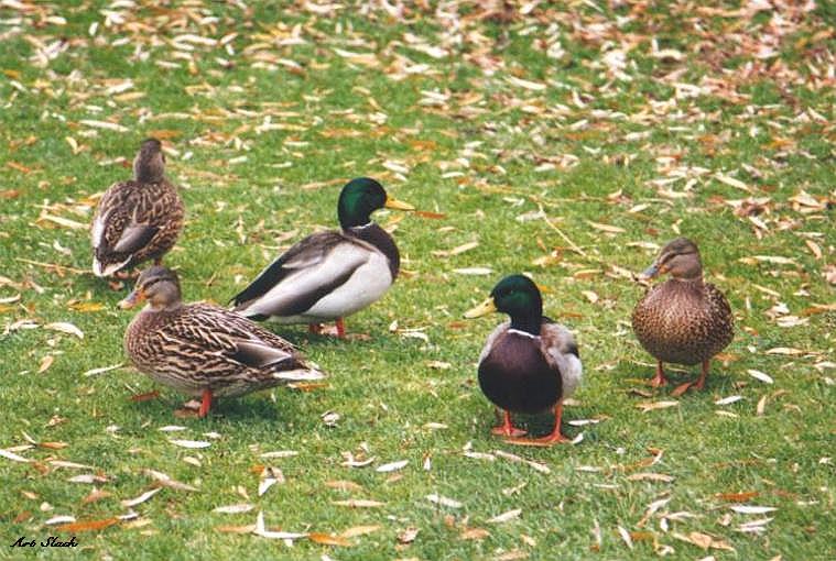 0320-Mallard Ducks-by Art Slack.jpg