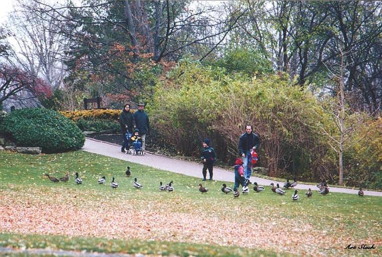 0321-Mallard Ducks-by Art Slack.jpg